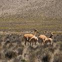 Peru 0638